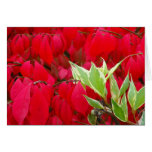 Red and Green Greeting Card