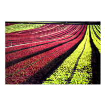 Red and green lettuce, San Luis Obispo County, Cal posters