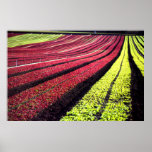 Red and green lettuce, San Luis Obispo County, Cal posters