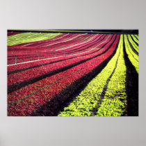 Red and green lettuce, San Luis Obispo County, Cal Posters