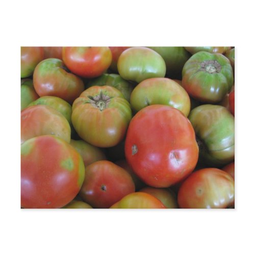 Red and Green Tomatoes postcard