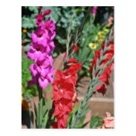 Red And Pink Gladiolus Stalks flowers Postcard