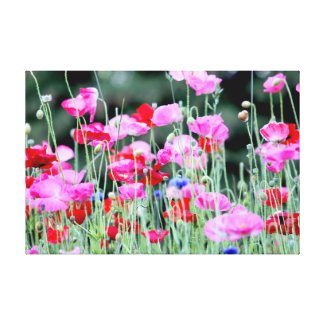 Red and Pink Poppies Wrapped Canvas