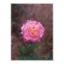 Red and pink rose posters