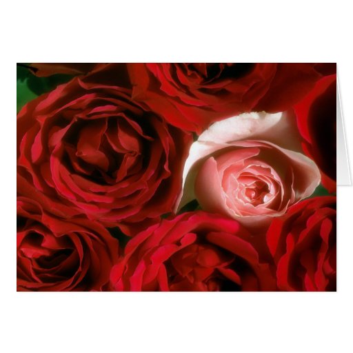 RED AND PINK ROSES CARD