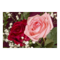 Red and Pink Roses Posters and Prints by naturetees Red and Pink Roses Posters and Prints