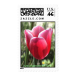 Red and pink tulip in bloom stamp