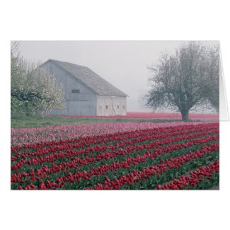 Red and pink tulips greet the day on a misty greeting card