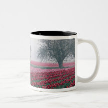 Red and pink tulips greet the day on a misty mug