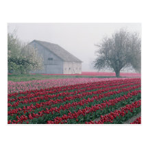 Red and pink tulips greet the day on a misty postcards