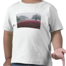 Red and pink tulips greet the day on a misty tshirt