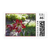 Red and white amaryllis postage stamps