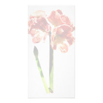 Red and White Amaryllis With Bud Personalized Photo Card