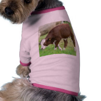 Red And White Calf On Grass pet clothing