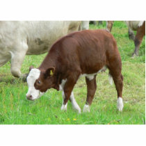Red And White Calf On Grass photo sculptures by lifesphere Red And White Calf On Grass photo sculptures