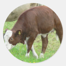 Red And White Calf On Grass Round Sticker