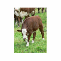 Red And White Calf photo sculptures by lifesphere Red And White Calf photo sculptures