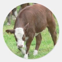 Red And White Calf Stickers