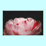 Red and White Camellia Blossom canvas prints