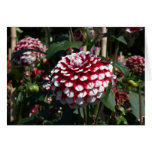 Red and white dahlia photo cards Red and white dahlia photo cards