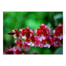 Red and White Dendrobium  Orchids Card