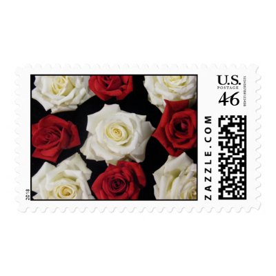red and white roses background. Red and White English Box Rose