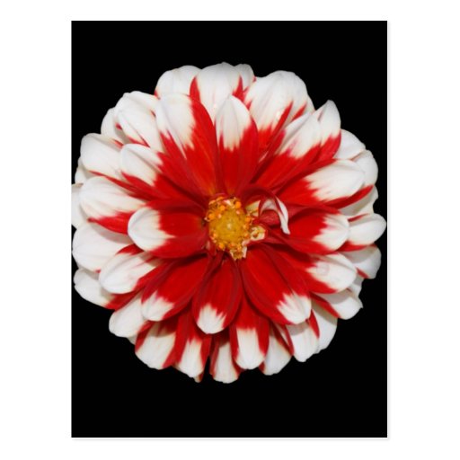 Red and White Flower Postcard
