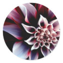 Red and White Flower Stickers