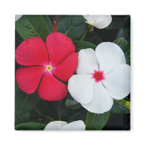 Red and White Flowers magnets by princessklb07 Red and White Flowers magnets