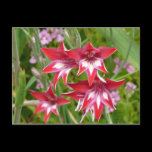 Red and White Flowers Postcard