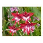 Red and White Flowers Postcard