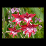 Red and White Flowers Print