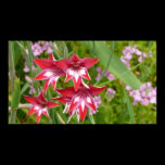 Red and White Flowers Wide Format Print