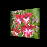 Red and White Gladiolas Canvas Print