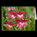 Red and White Gladiolas Card