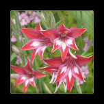 Red and White Gladiolas Magnet