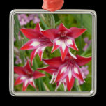 Red and White Gladiolas Ornament