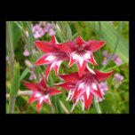 Red and White Gladiolas Photo Print