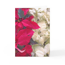 Red and White Poinsettia cards