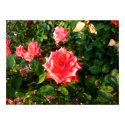 Red and White Rose Contrast posters