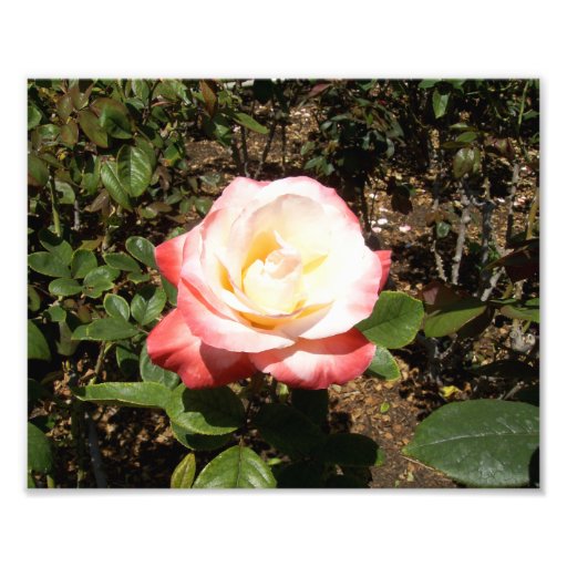Red And White Rose Photo