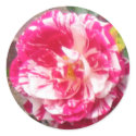Red and White Rose Sticker