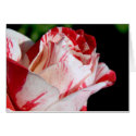 Red and white rosebud. cards