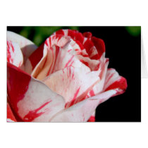 Red and white rosebud. cards by mlane53 Red and white rosebud. cards