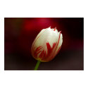 Red and White Solitary Tulip Poster posters by dduhaime55 Red and White Solitary Tulip Poster posters