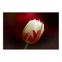 Red and White Solitary Tulip Poster posters by dduhaime55 Red and White Solitary Tulip Poster posters
