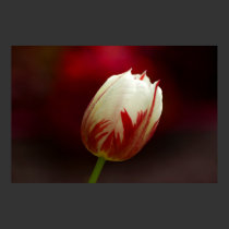 Red and White Solitary Tulip Poster posters