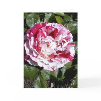 Red and White Striped Rose Card card