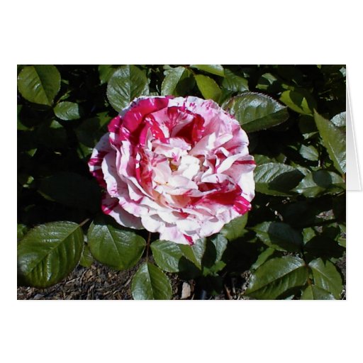 Red and White Striped Rose Card Zazzle
