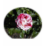 roses, multi-color roses, red and white, flowers,